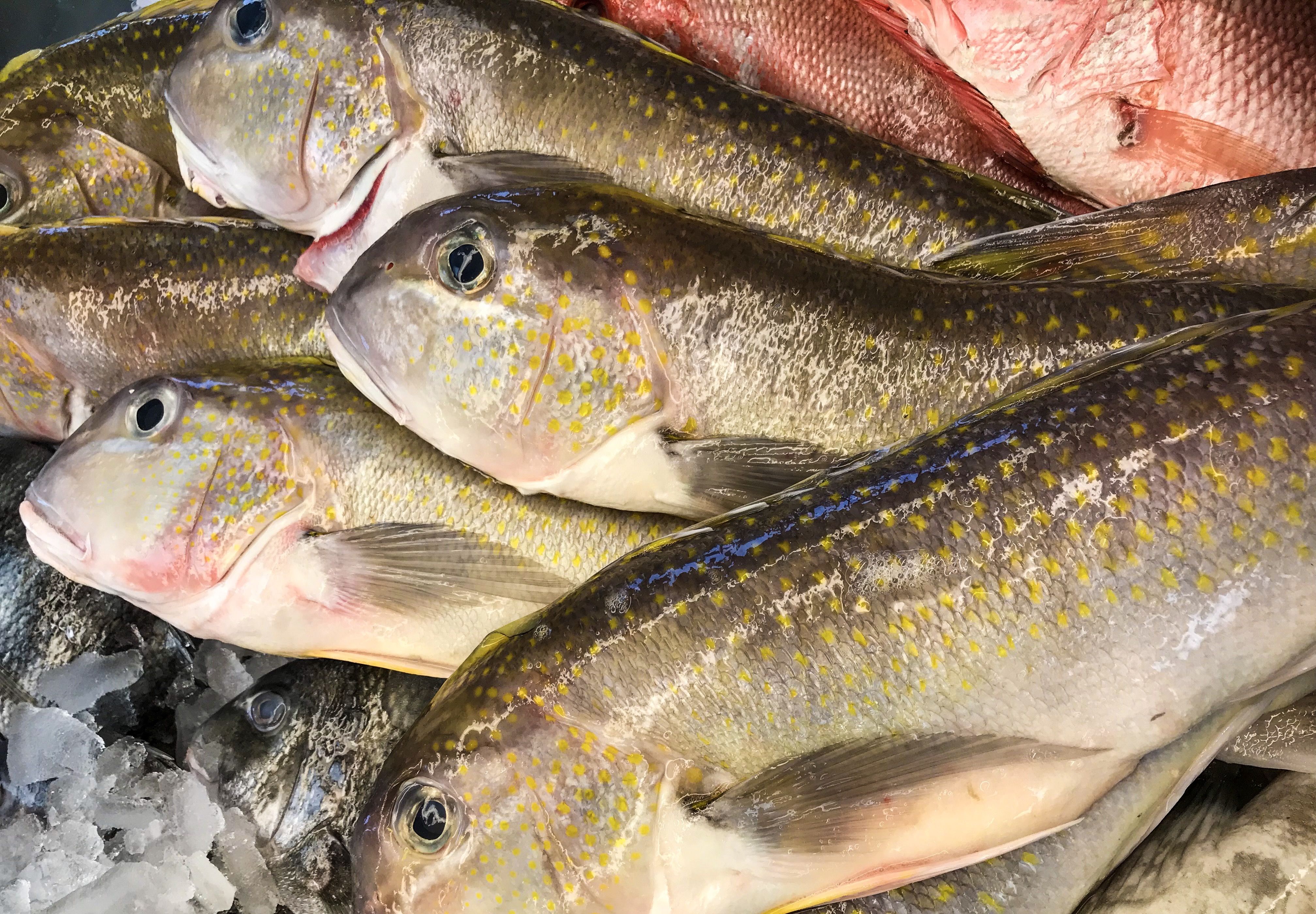 Golden Tilefish