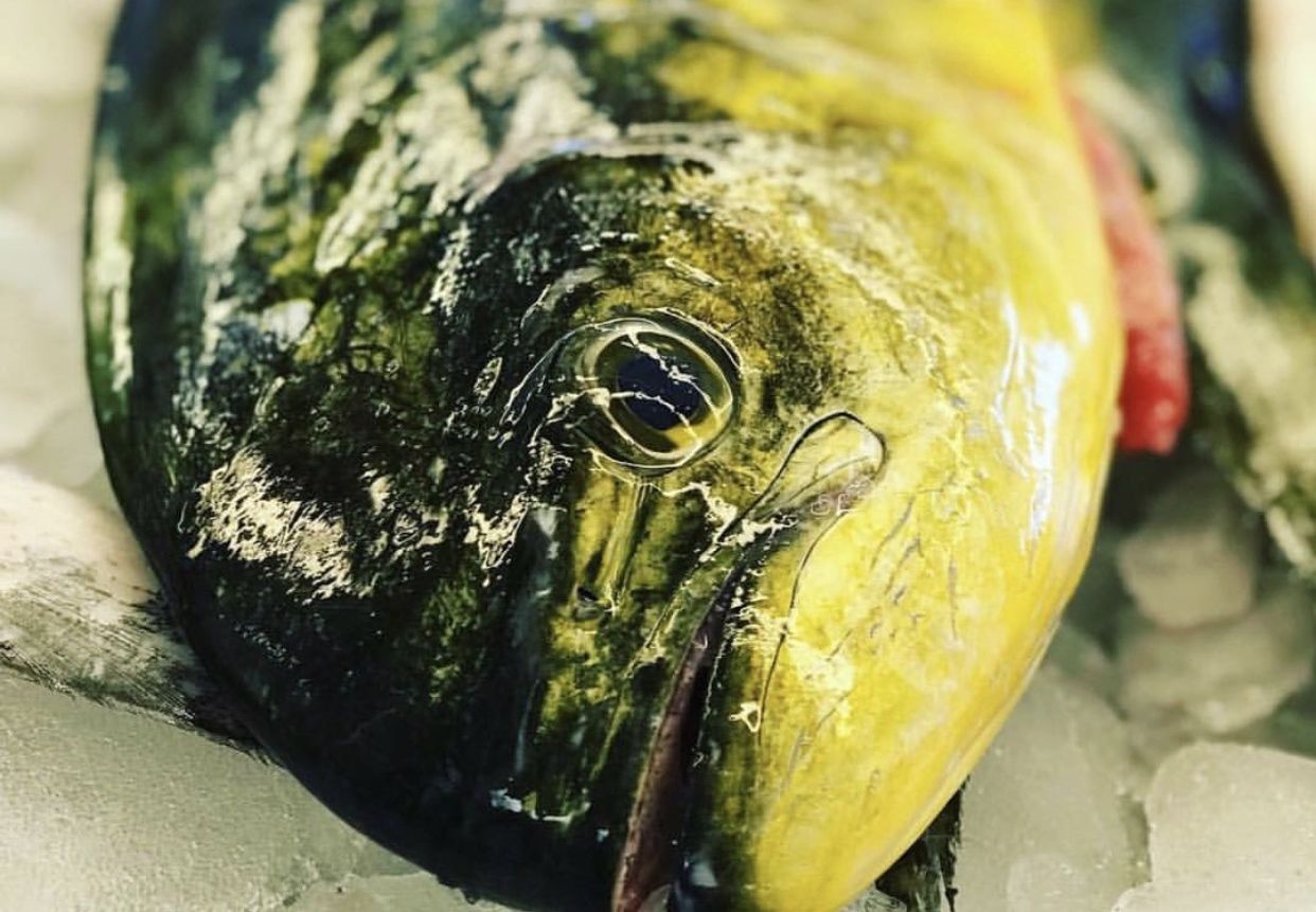 Mahi-mahi