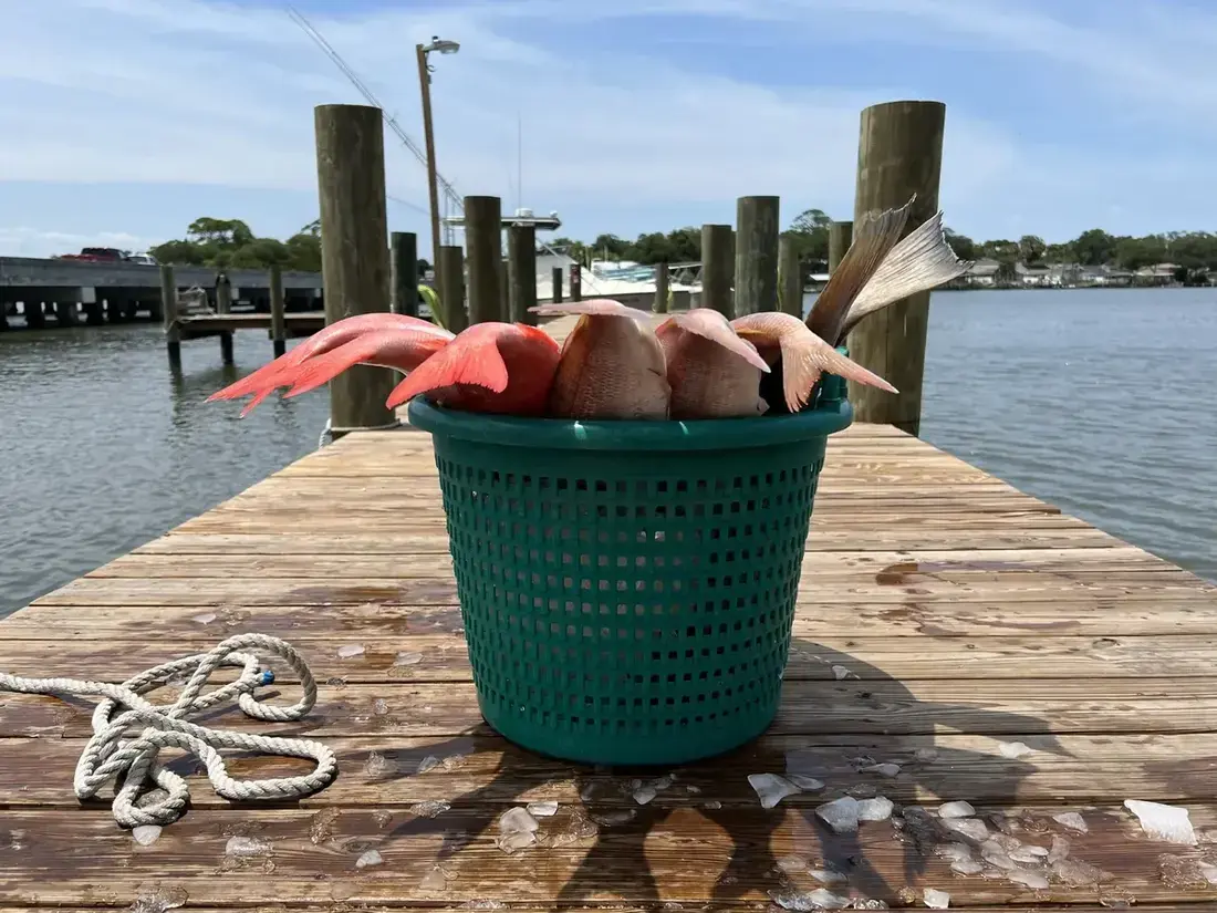 A green basket of fresh fish on a wooden dock over the water