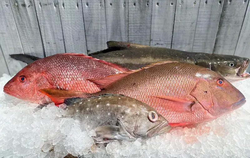 Red snapper and grouper on ice