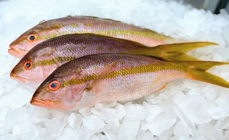 Three yellowtail snapper on crushed ice