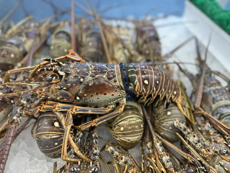 A pile of live spiny lobsters