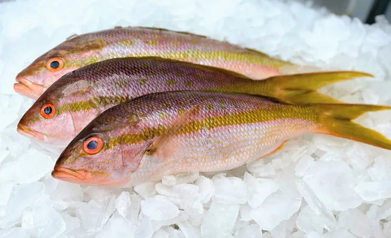Three yellowtail snapper on crushed ice